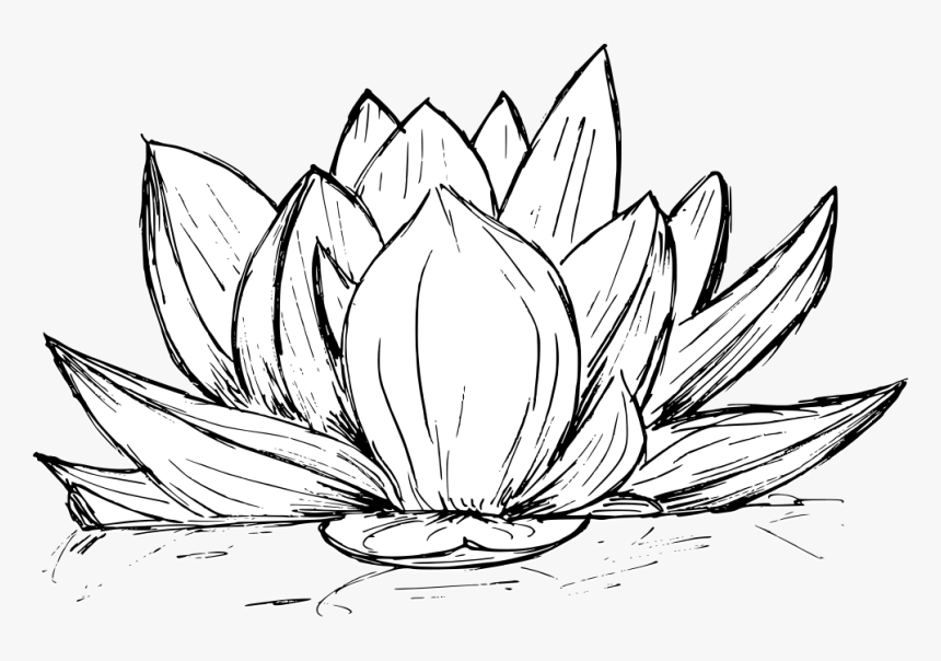 Lotus Drawing 3 - Line Art, HD Png Download