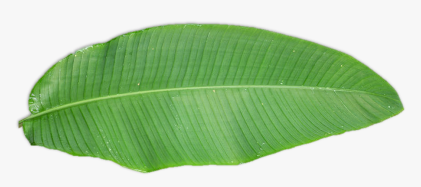 Tree, HD Png Download