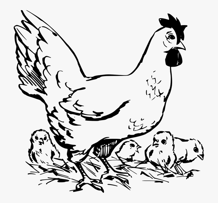 Chicken And Chicks Clipart Black And White, HD Png Download