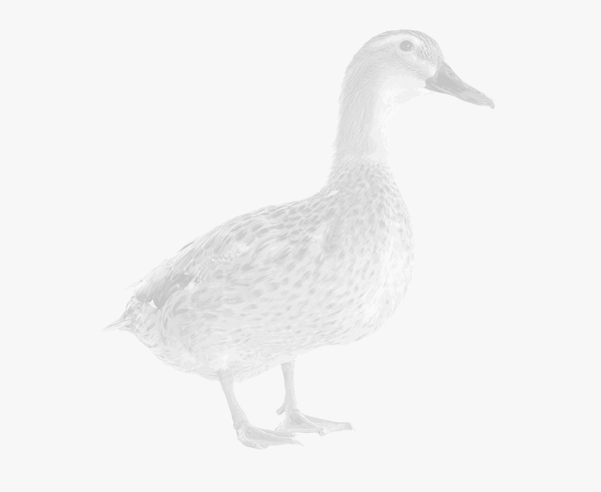 Mallard, HD Png Download