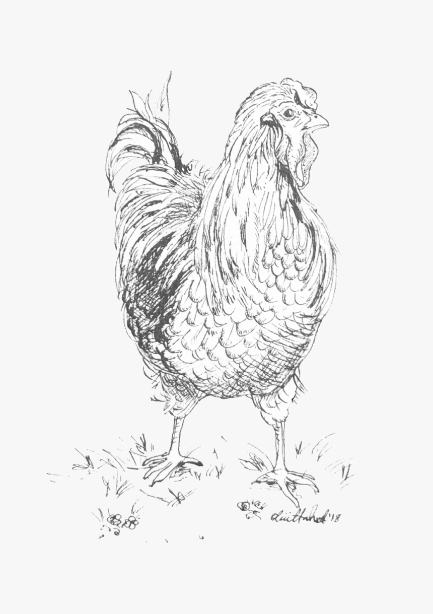 Hen 2018 India Ink - Rooster, HD Png Download