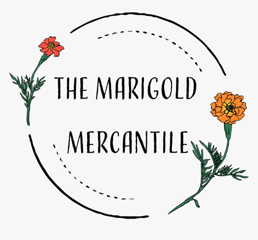 Bud Drawing Marigold - Rose, HD Png Download