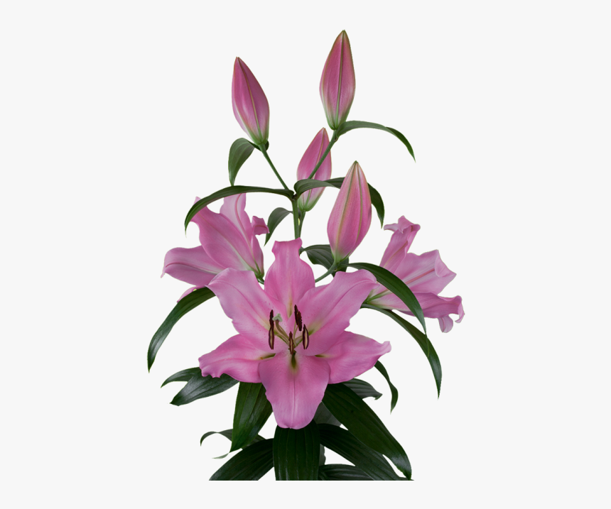 Lilium Bellamonte, HD Png Download