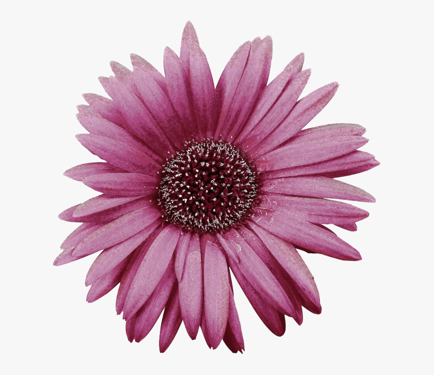 Pink Gerbera Png Image - African Daisy, Transparent Png