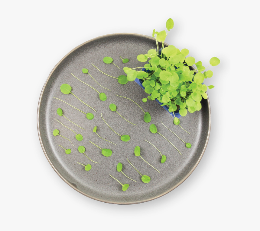 Circle, HD Png Download