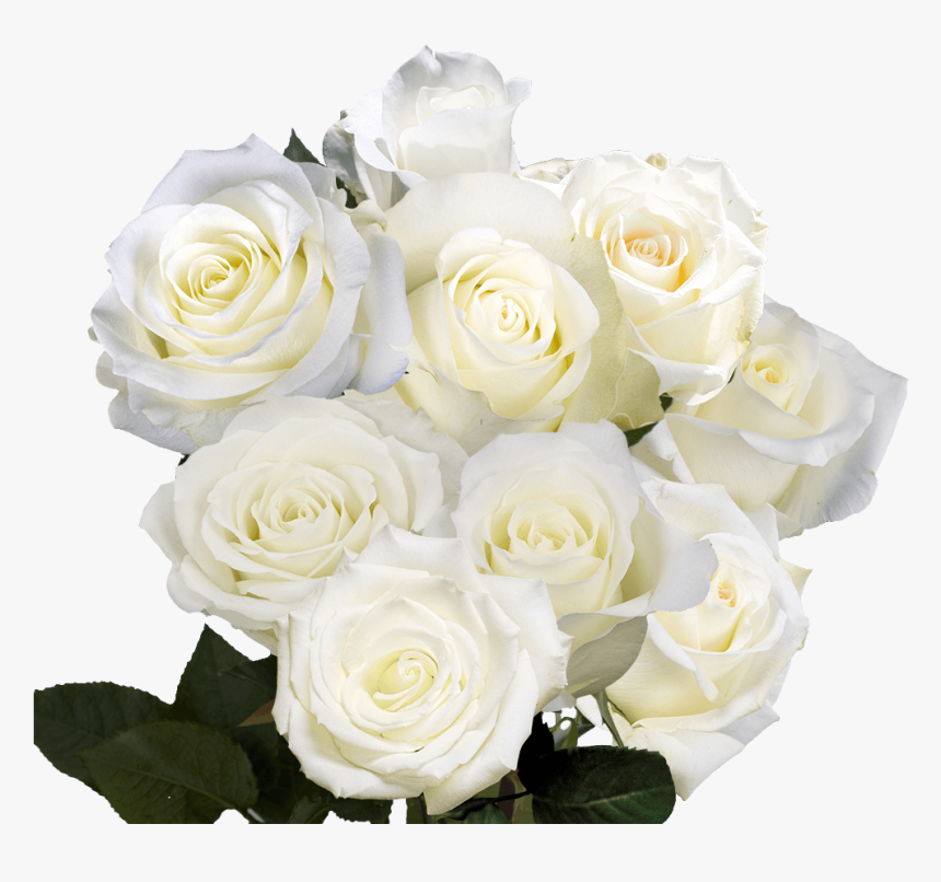 White Roses For Birthday - Floribunda, HD Png Download
