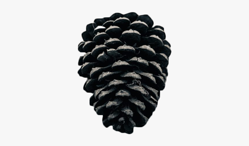 Conifer Cone, HD Png Download