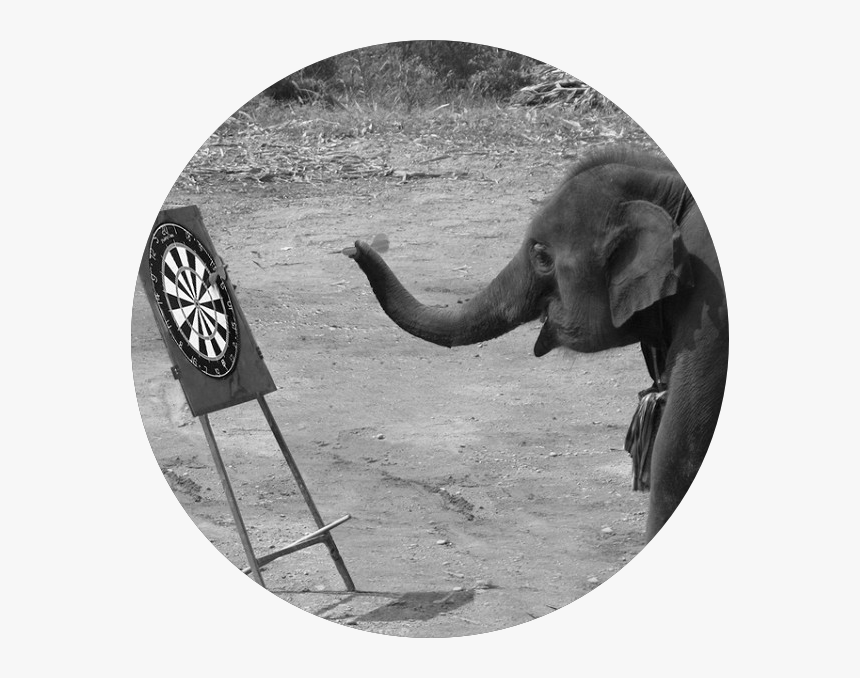 3700d-img - Elephants, HD Png Download