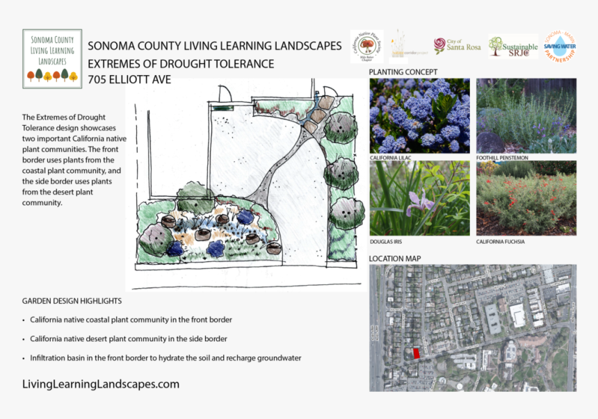 Tree, HD Png Download