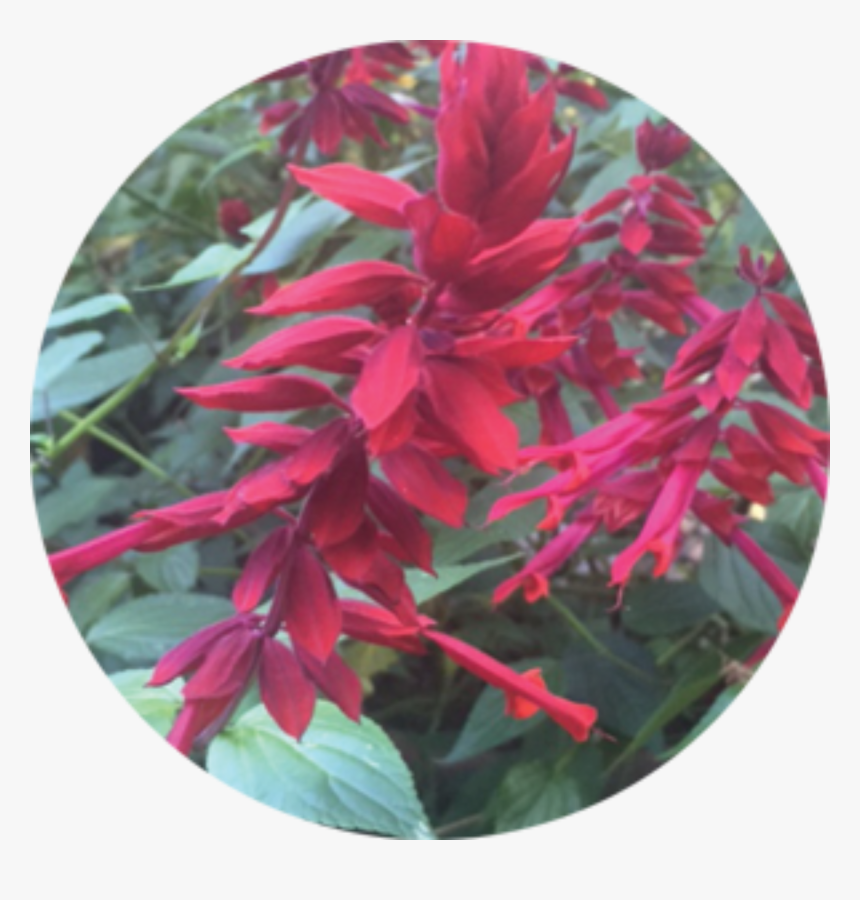 Blood Amaranth, HD Png Download