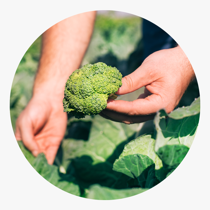 Toolboxdsg Ediblegarden - Broccoli, HD Png Download