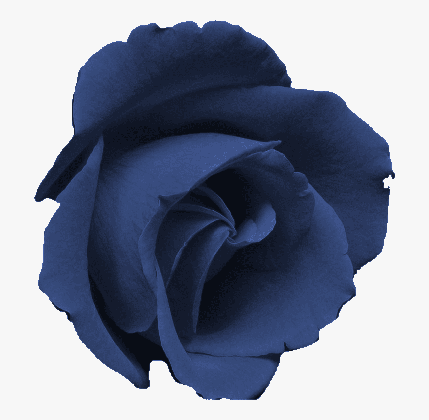 Png Roses, Transparent Png