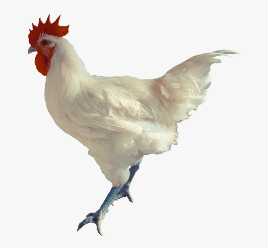 Rooster, HD Png Download
