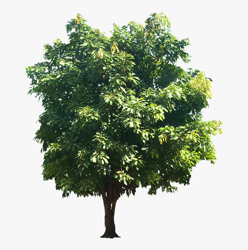 Ficus Religiosa Png, Transparent Png