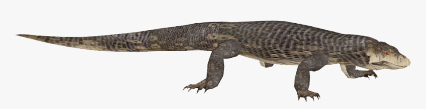 Thumb Image - Gecko, HD Png Download