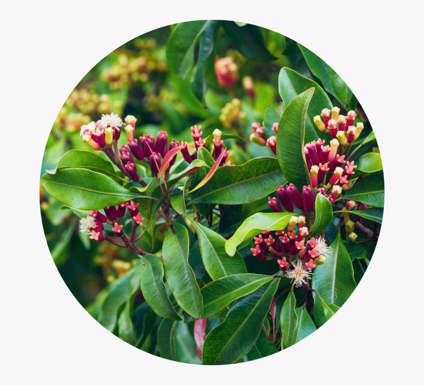 Clove Flower Bud, HD Png Download
