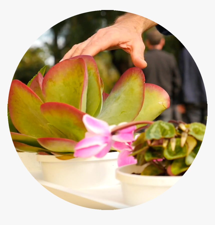 The Plants - Flowerpot, HD Png Download