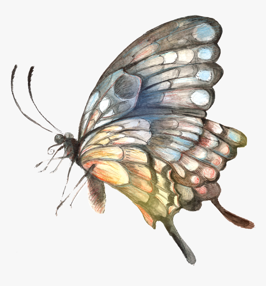 Painted Handpainted Butterfly Hd Png - Butterfly, Transparent Png