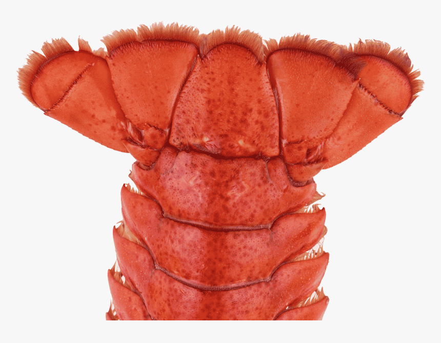 American Lobster, HD Png Download