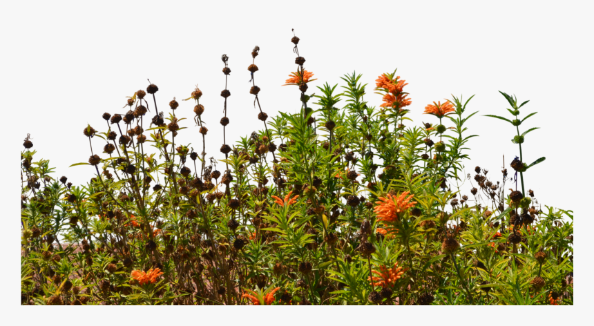 Transparent Wildflower Png - Wild Flower Cut Out Png, Png Download