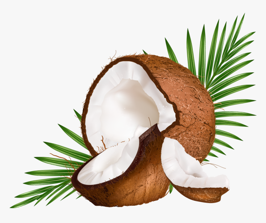 Water Euclidean Coconut Vector Milk Png Free Photo - Vector Coconut Leaf, Transparent Png