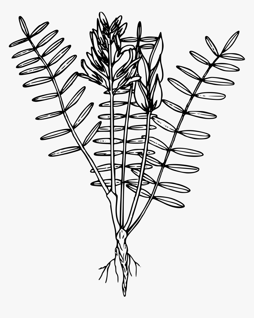 This Free Icons Png Design Of Blue Mountain Loco Weed - Weeds Coloring Pages, Transparent Png