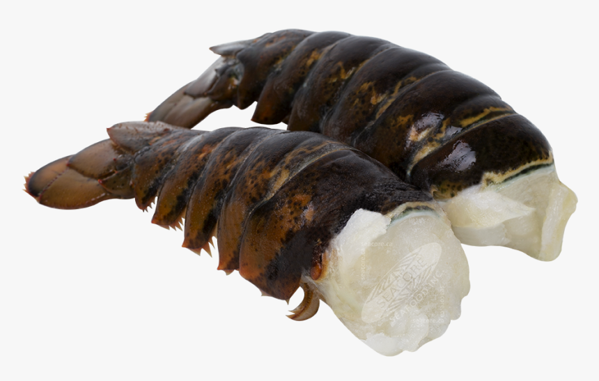 Homarus Americanus Tails, HD Png Download