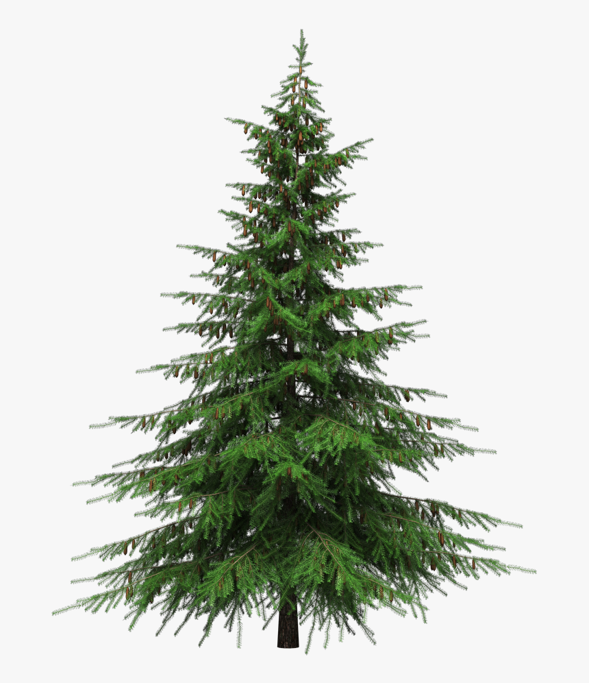 Healing Benefits Of Your Christmas Tree - Pine Tree Clear Background, HD Png Download