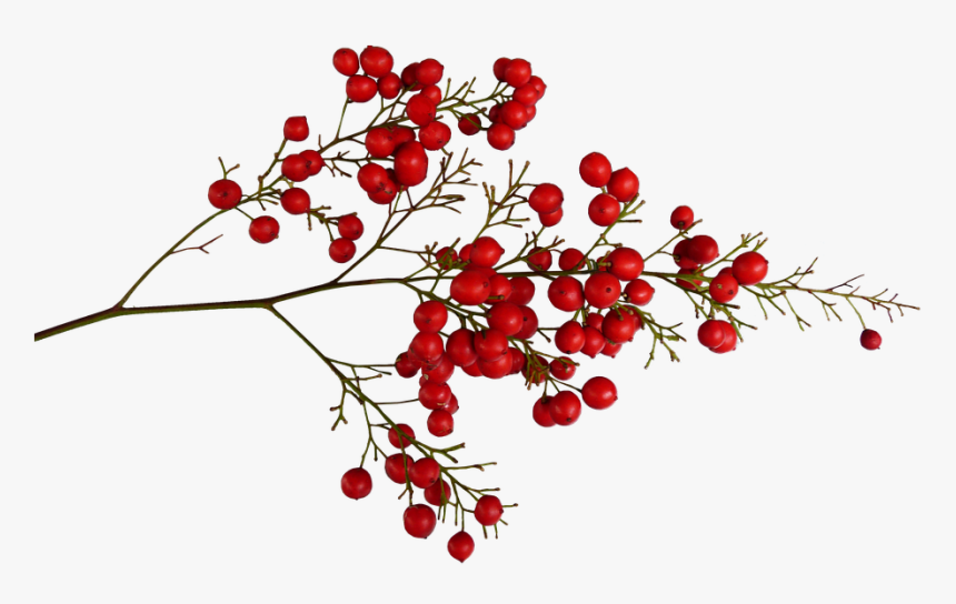Flower,chinese Plant,leaf,rowan,woody Plant,holly,currant,ilex - Red Berries Png, Transparent Png