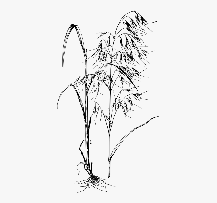 Line Art,plant,flora - Avena Fatua Drawing, HD Png Download