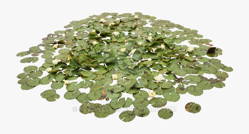 Water Lily Plant Png, Transparent Png