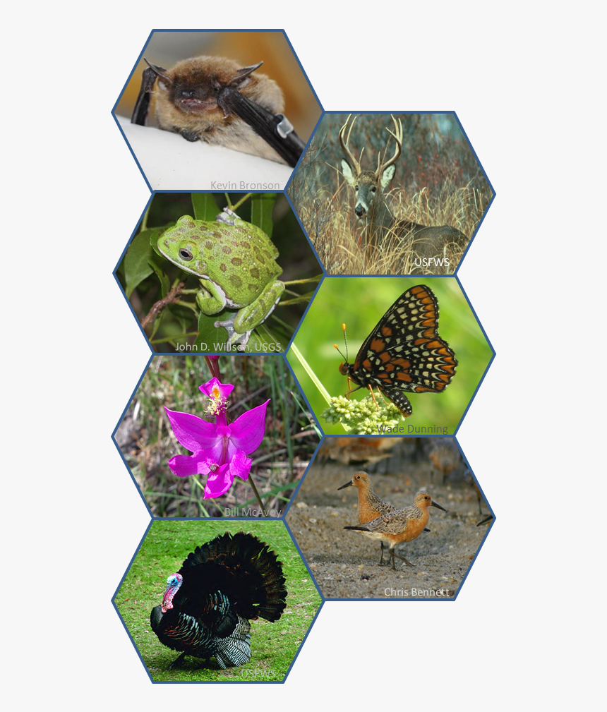 Big Brown Bat, White-tail Deer, Barking Treefrog, Baltimore, HD Png Download