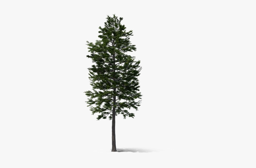 Fir-tree Transparent - Pine, HD Png Download
