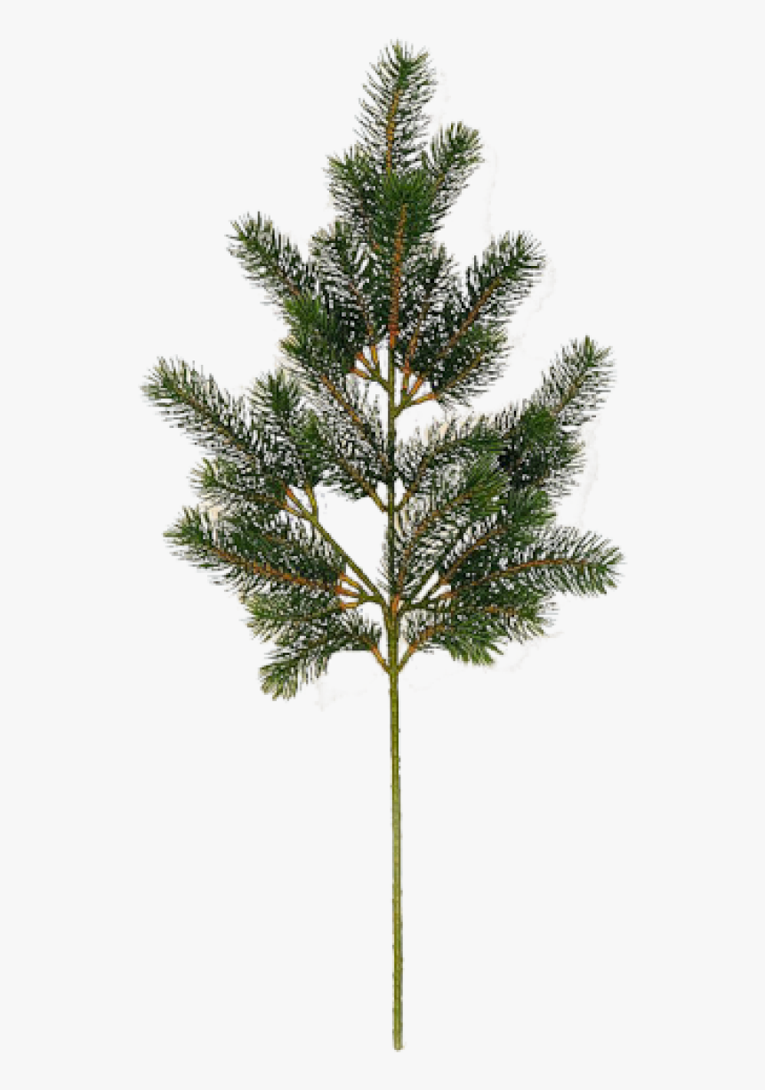 Fir Tree Free Png Image Download - Arbre Png, Transparent Png