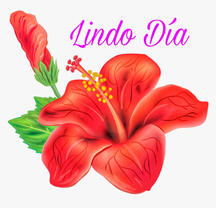 #buenos Dias - Hibiscus Flower Vector Png, Transparent Png