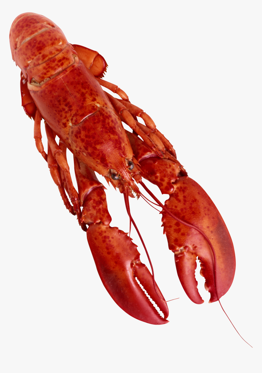 Lobster Tail Png, Transparent Png , Transparent Png Image PNGitem