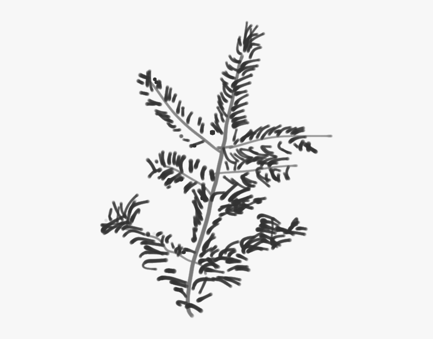 Canaan Fir Branch Sketch - Twig, HD Png Download
