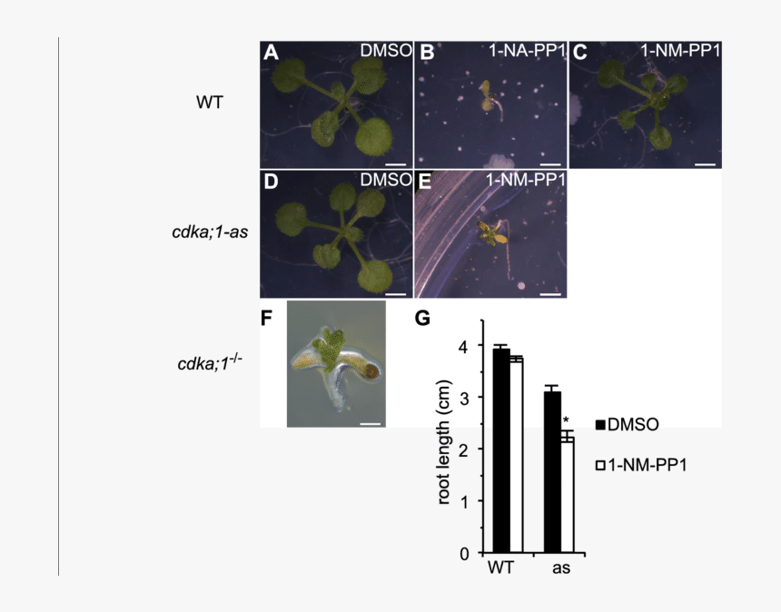 Modulation Of Plant Growth In Vivo - Cdka Arabidopsis, HD Png Download