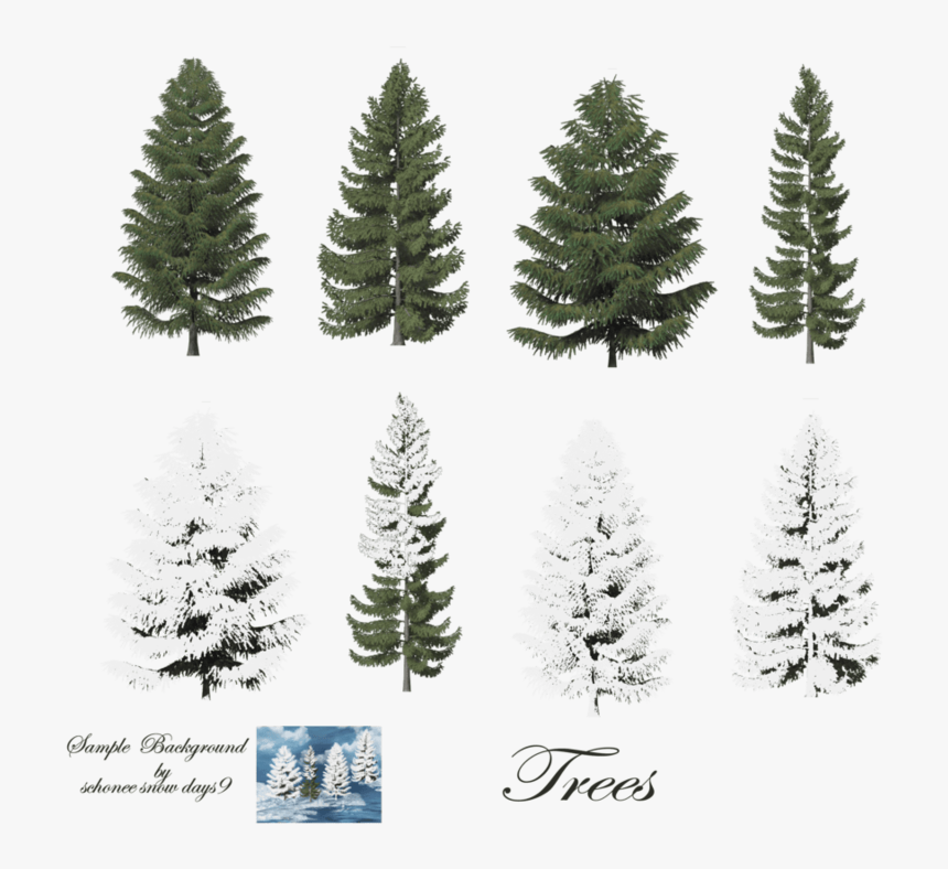 Pine Trees, HD Png Download