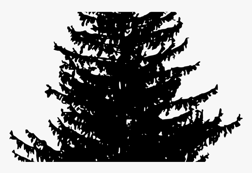 19 Woods Clipart Download Redwood Forest Huge Freebie - White Pine Tree Silhouette, HD Png Download