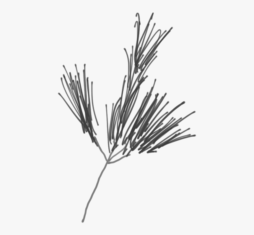 Sketch Of A White Pine Branch - Western Yellow Pine, HD Png Download