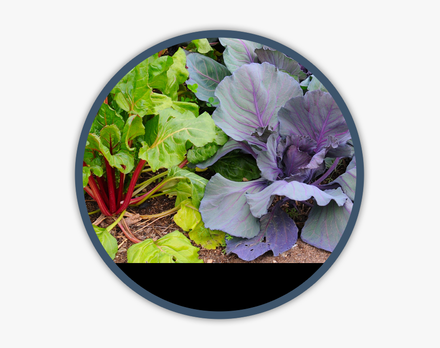 Cold Weather Winter Season Vegetables, HD Png Download