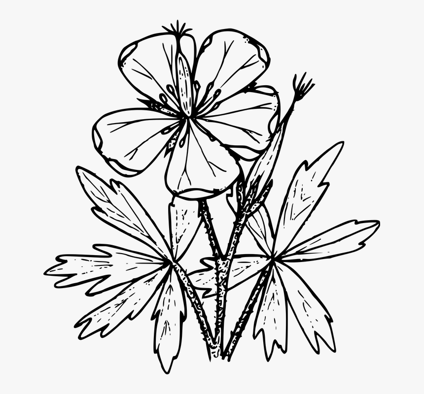 Wildflower Vector Botanical Transparent Png Clipart - Wild Flower Border Clip Art, Png Download