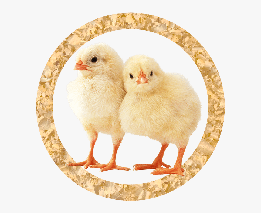Broiler Chicks - Chicken Animal, HD Png Download