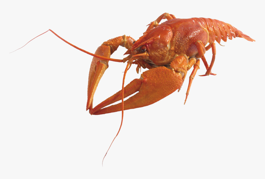 Lobster Png - Crustaceos Png, Transparent Png