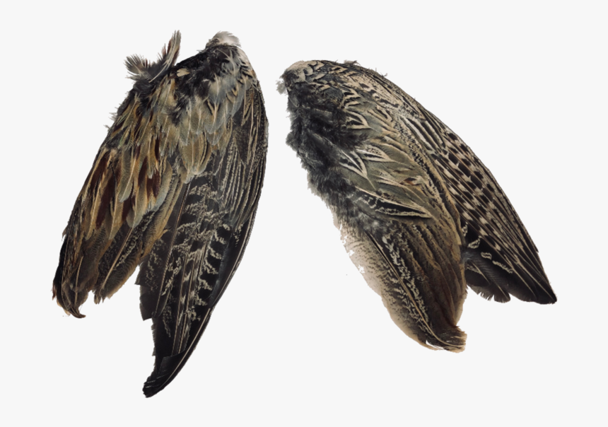 Pheasant Wings 

 
 Data Rimg Lazy 
 Data Rimg Scale - Vaux S Swift, HD Png Download