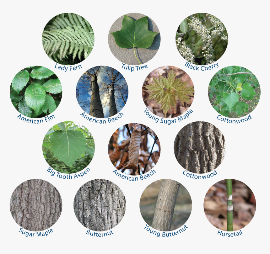 Black Cherry Tree, HD Png Download