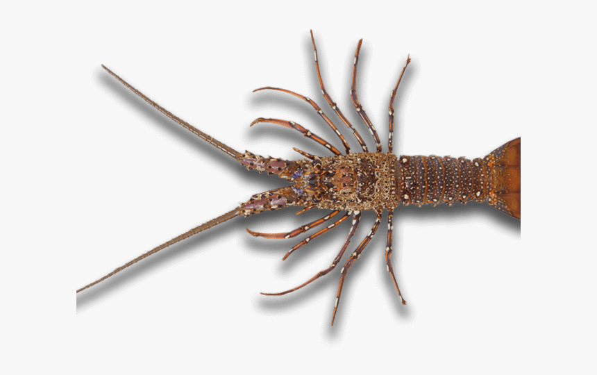 Real Lobster Png, Transparent Png