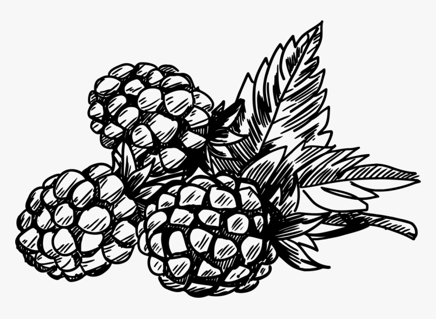 Free Download Clip Art - Berries Clipart Black And White, HD Png Download