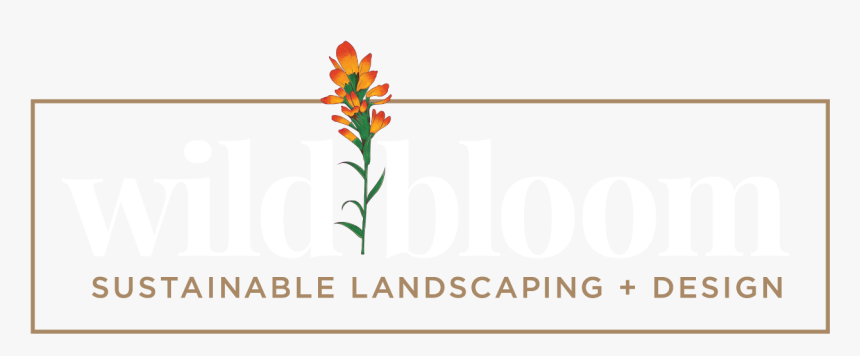 Image - Crocosmia, HD Png Download